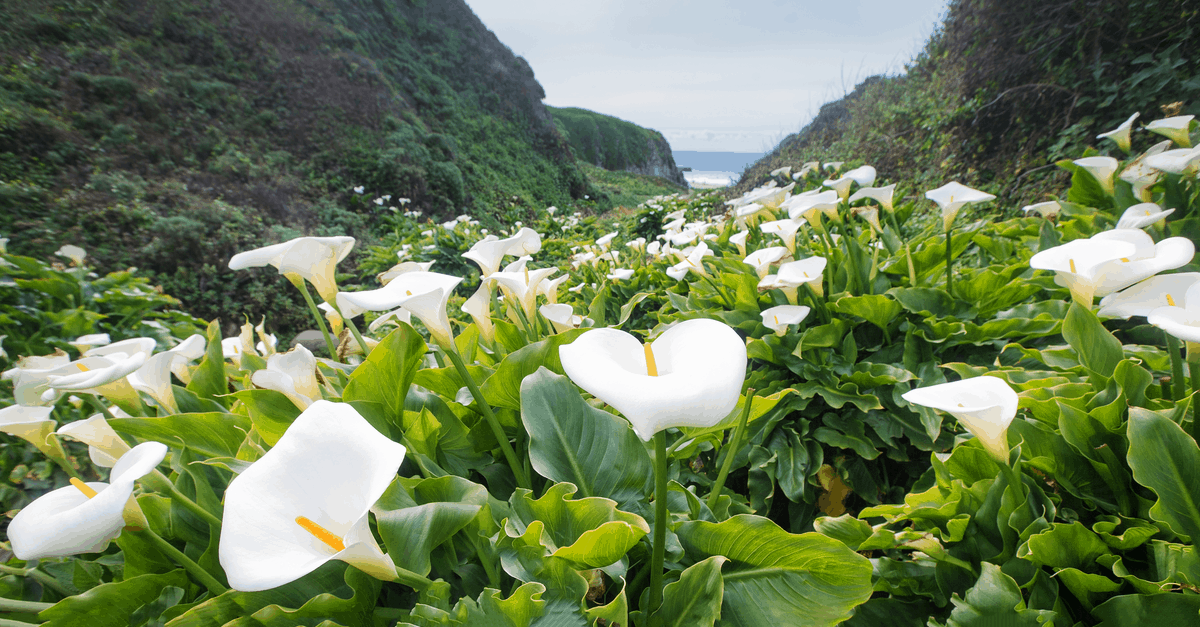 C_04 Calla Lily