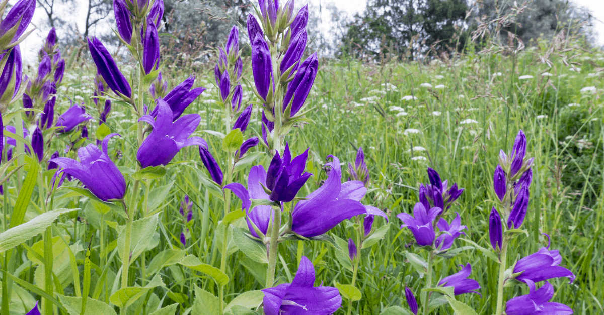 C_05 Campanula Latifolia