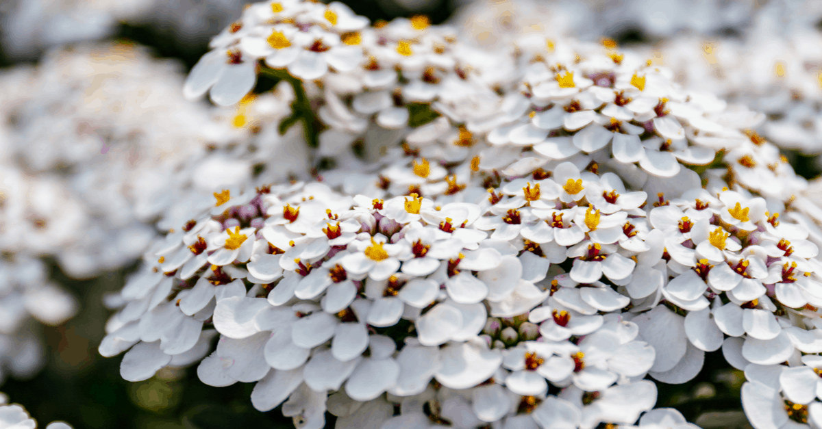 C_06 Candytuft
