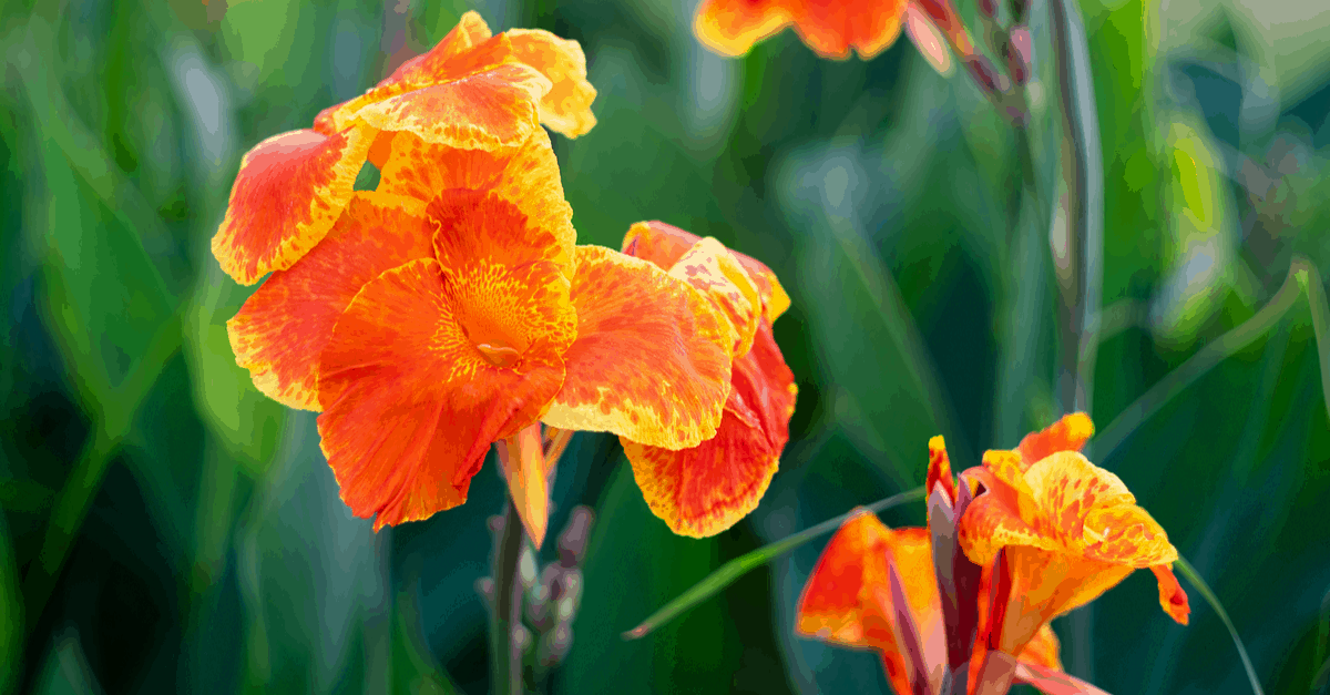 C_07 Canna Lily