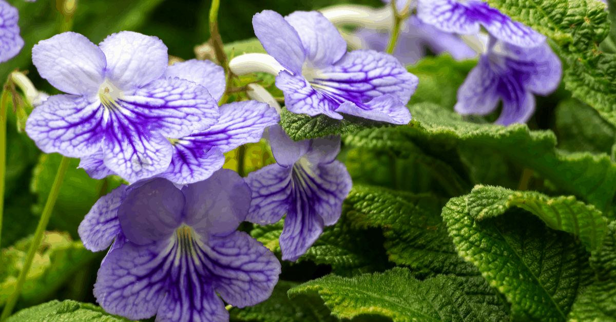 C_08 Cape Primrose