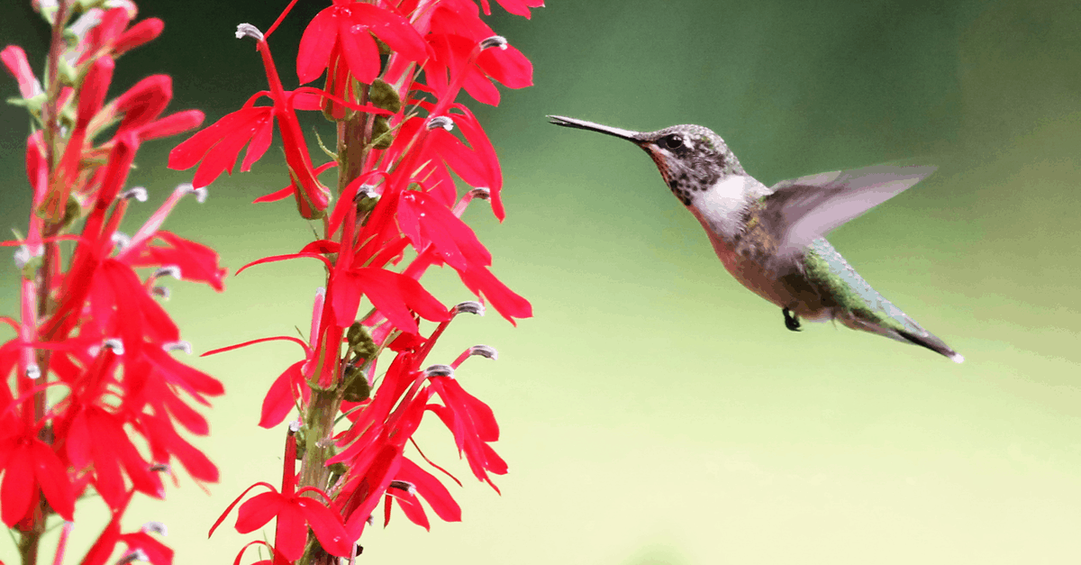 C_09 Cardinal Flower