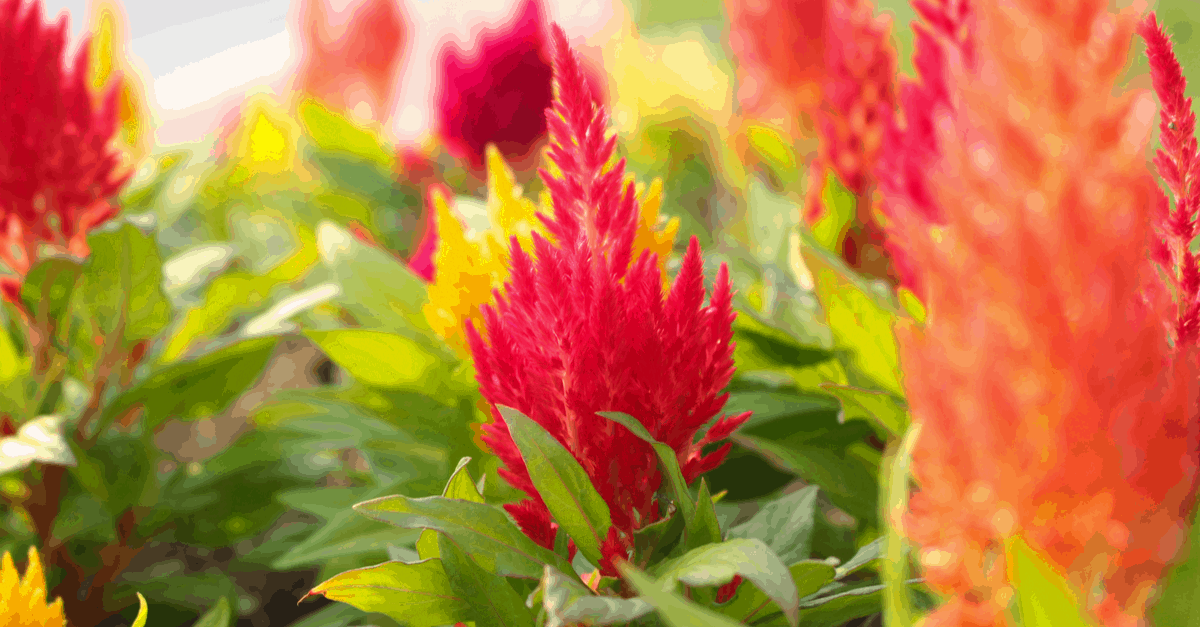 C_11 Celosia