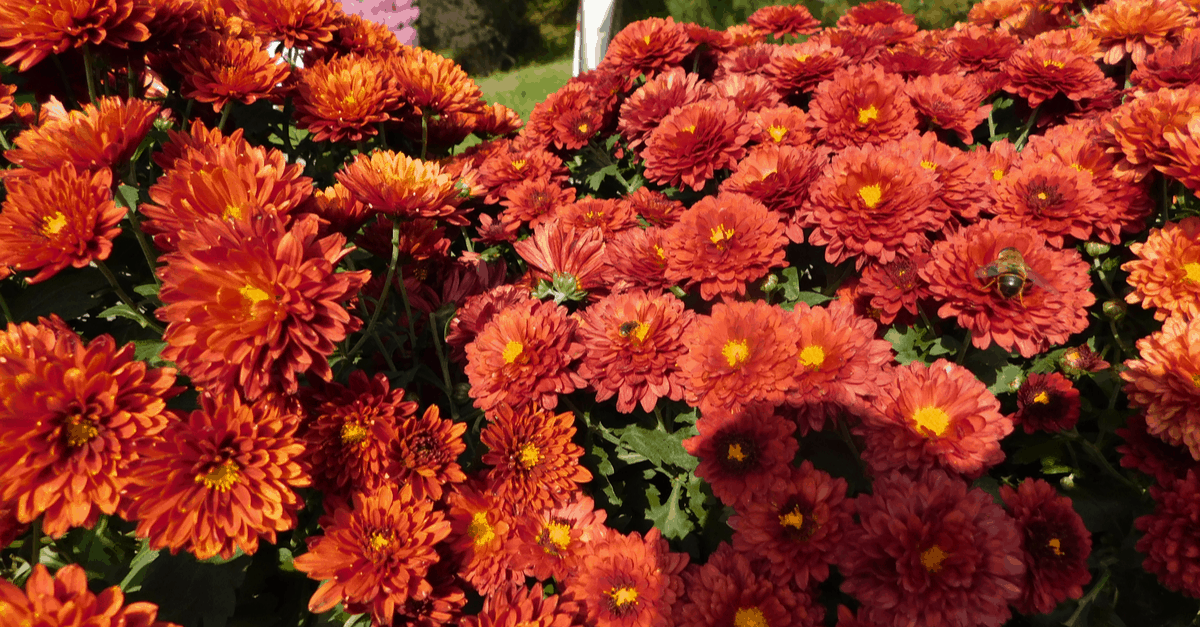C_12 Chrysanthemum