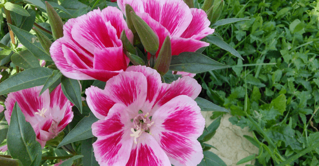 Flowers That Start With The Letter C Trim That Weed