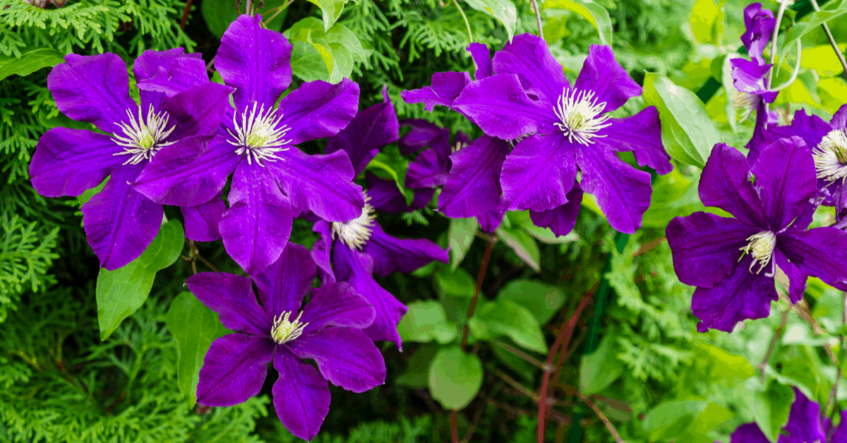 C_14 Clematis
