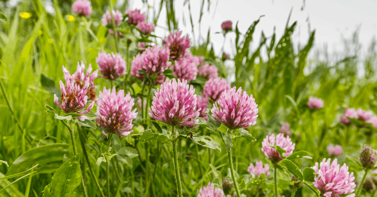 C_15 Clover