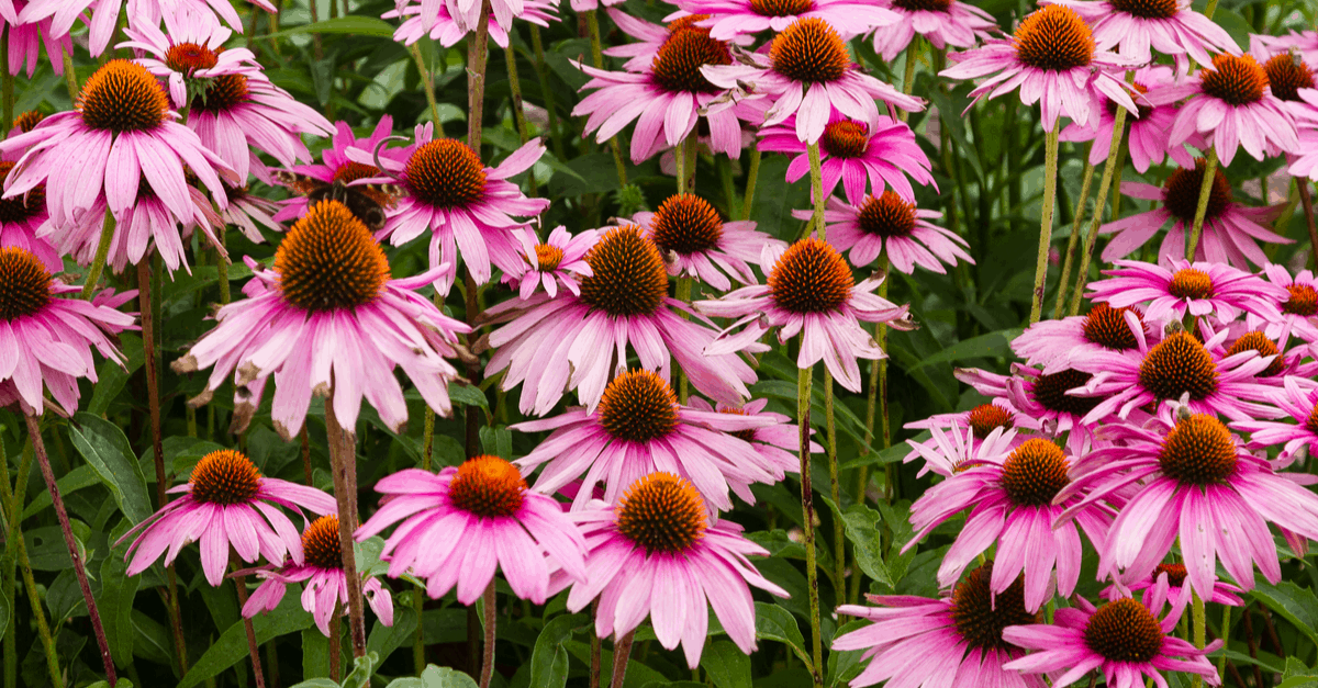 C_18 Coneflower