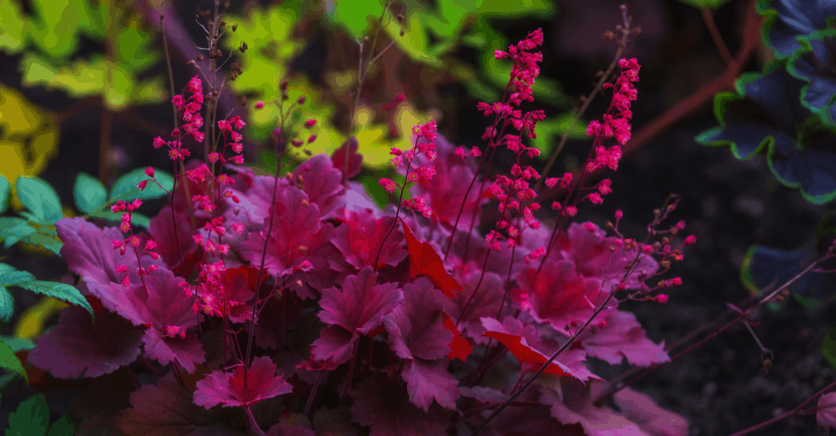 C_19 Coral Bells