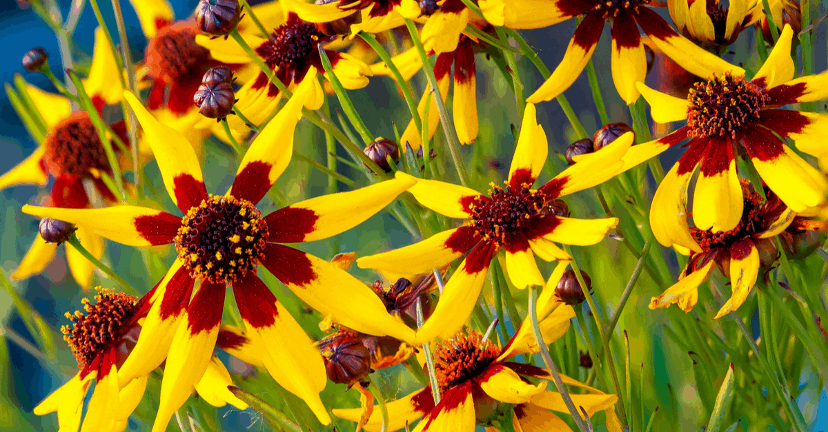 C_20 Coreopsis