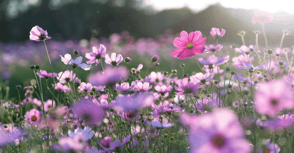 C_21 Cosmos