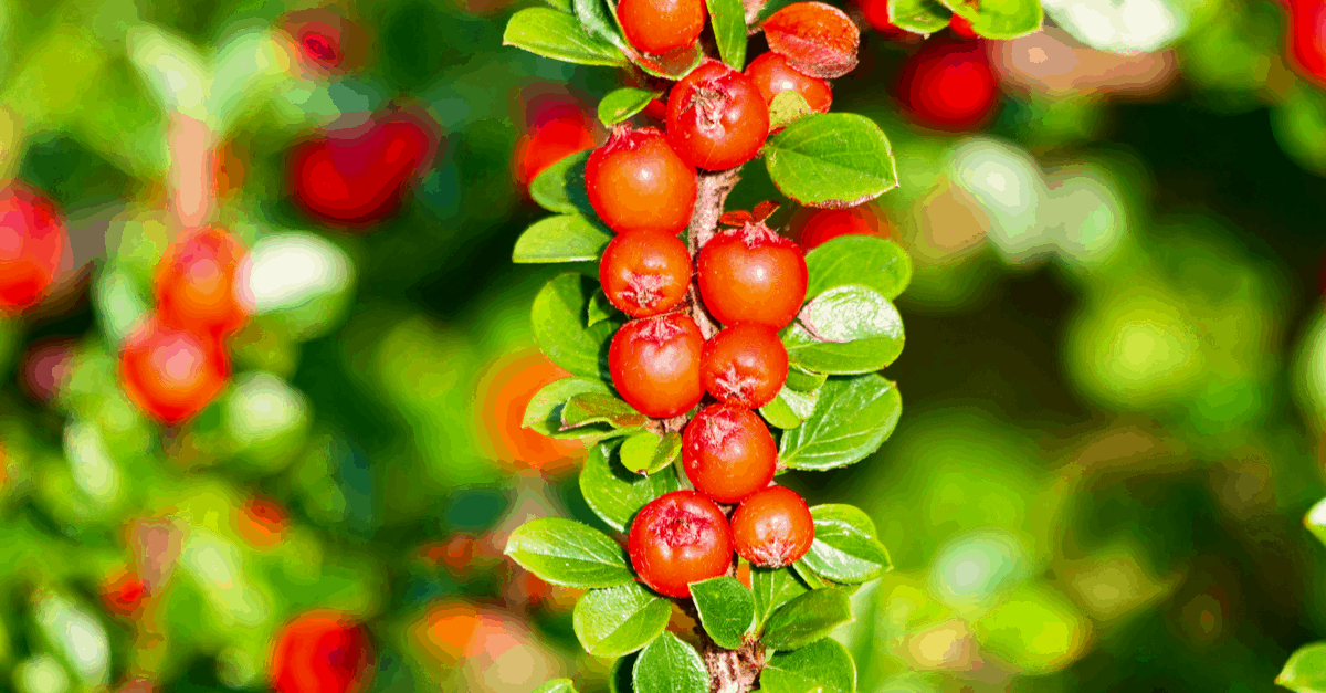 C_22 Cotoneaster