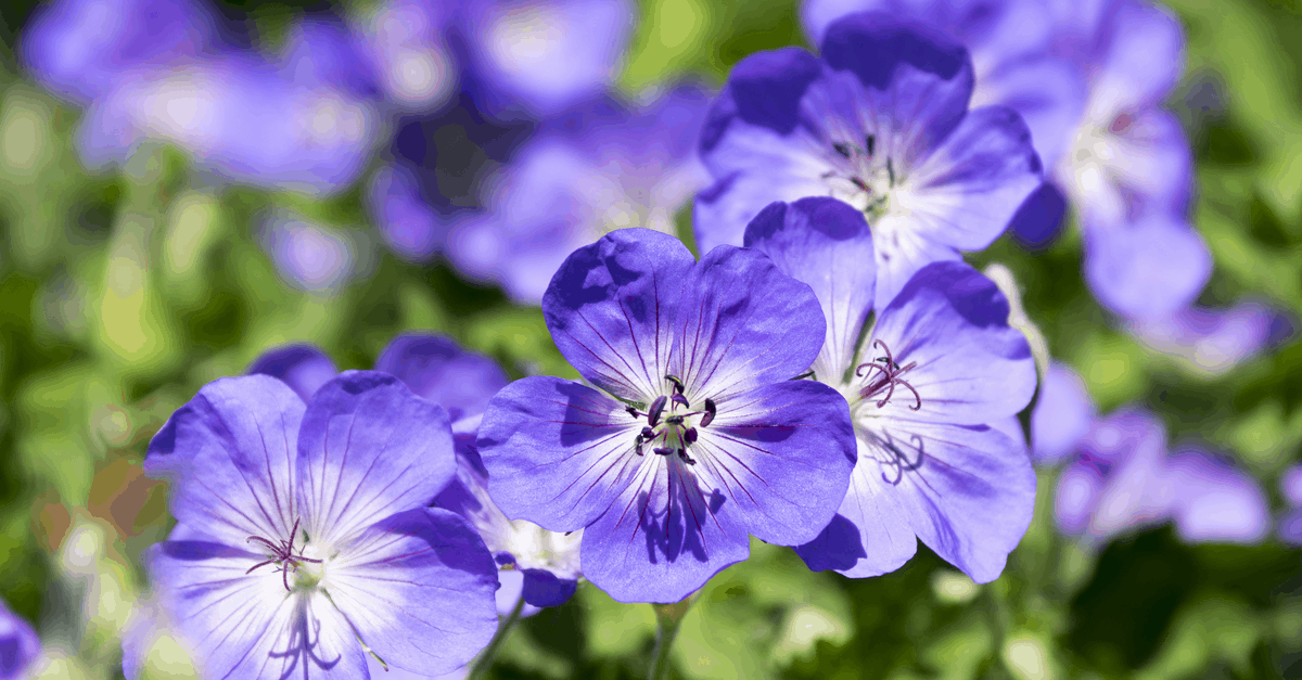C_23 Cranesbill Geranium