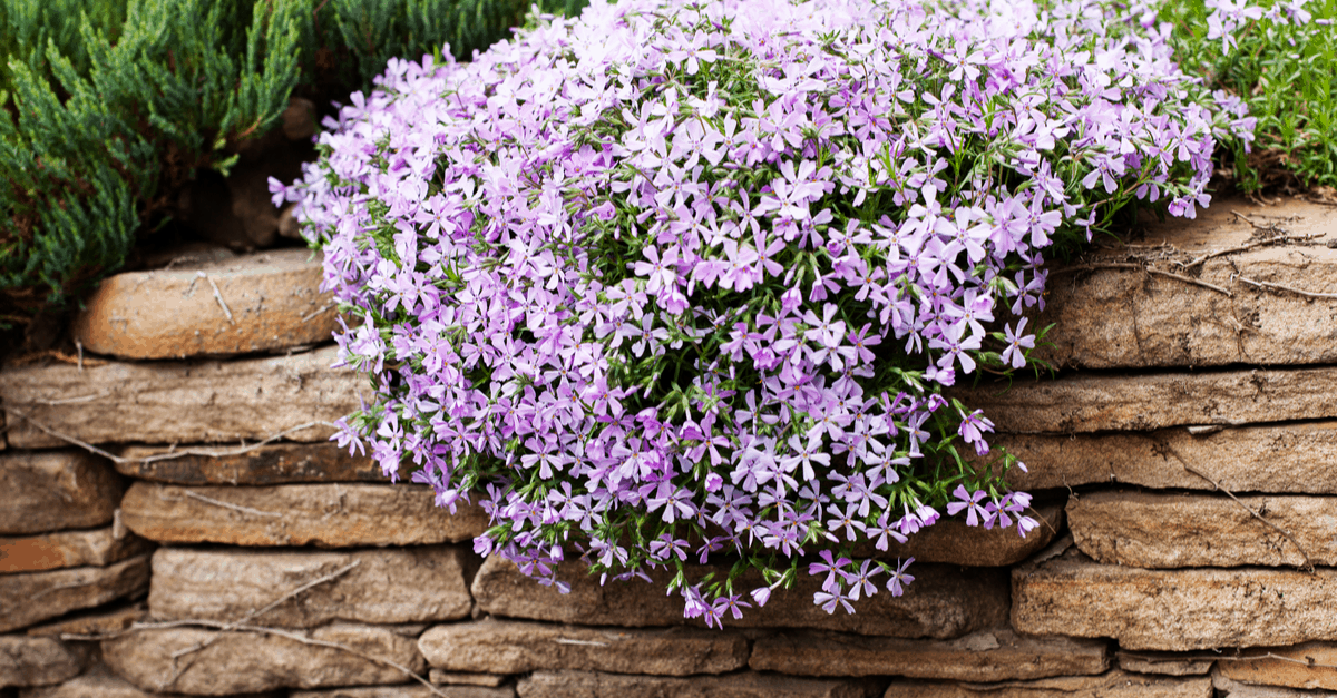 C_24 Creeping Phlox