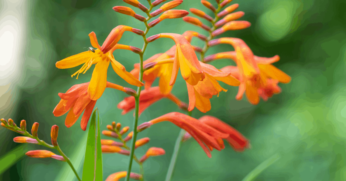 C_25 Crocosmia