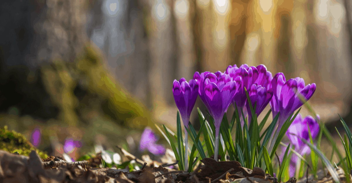 C_26 Crocus