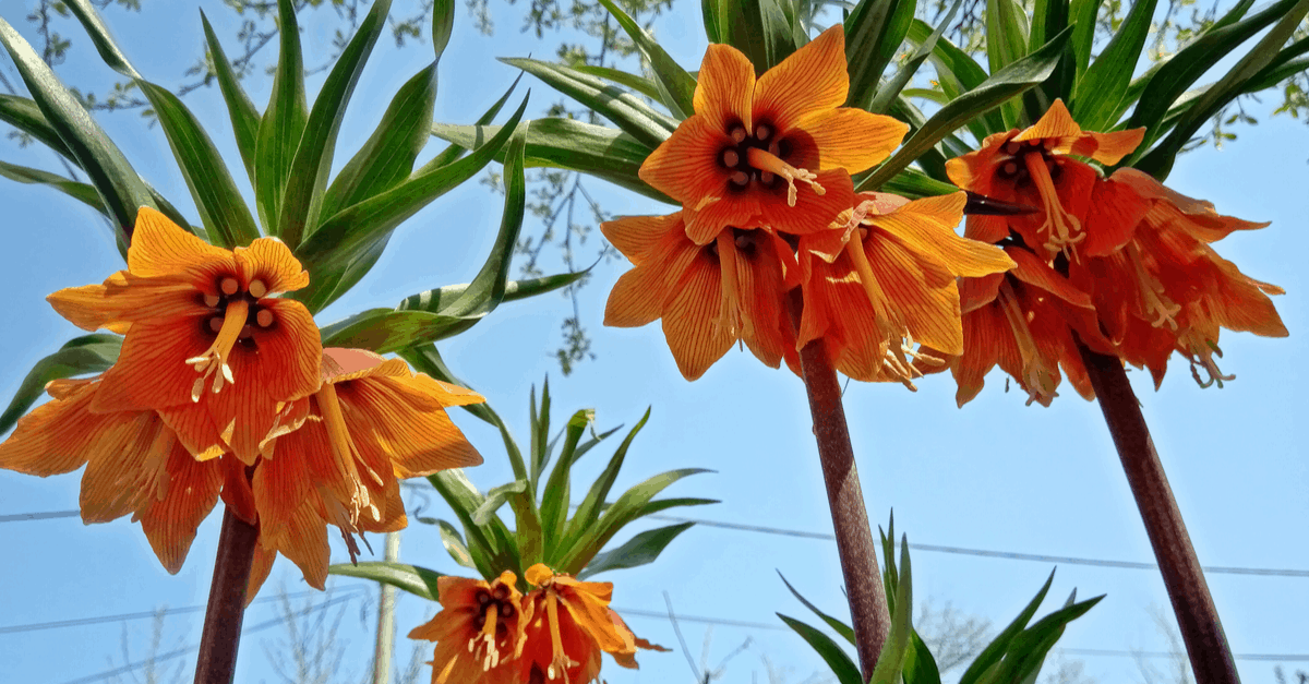 C_27 Crown Imperial