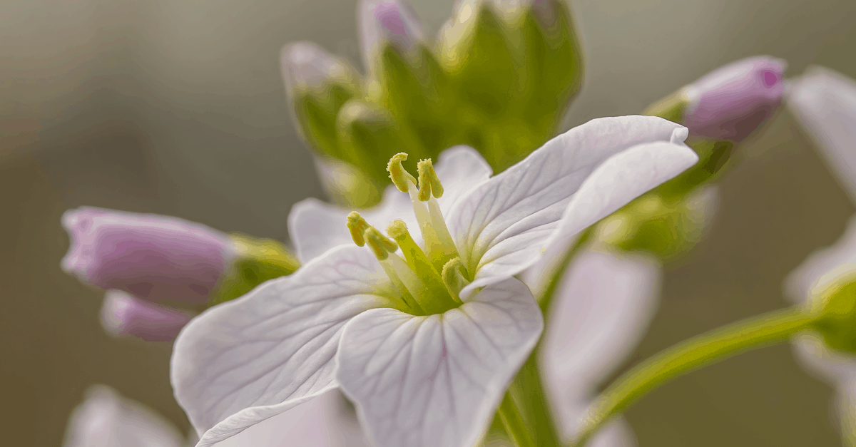 C_28 Cuckoo Flower
