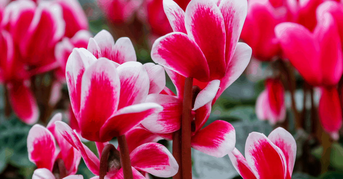 C_29 Cyclamen