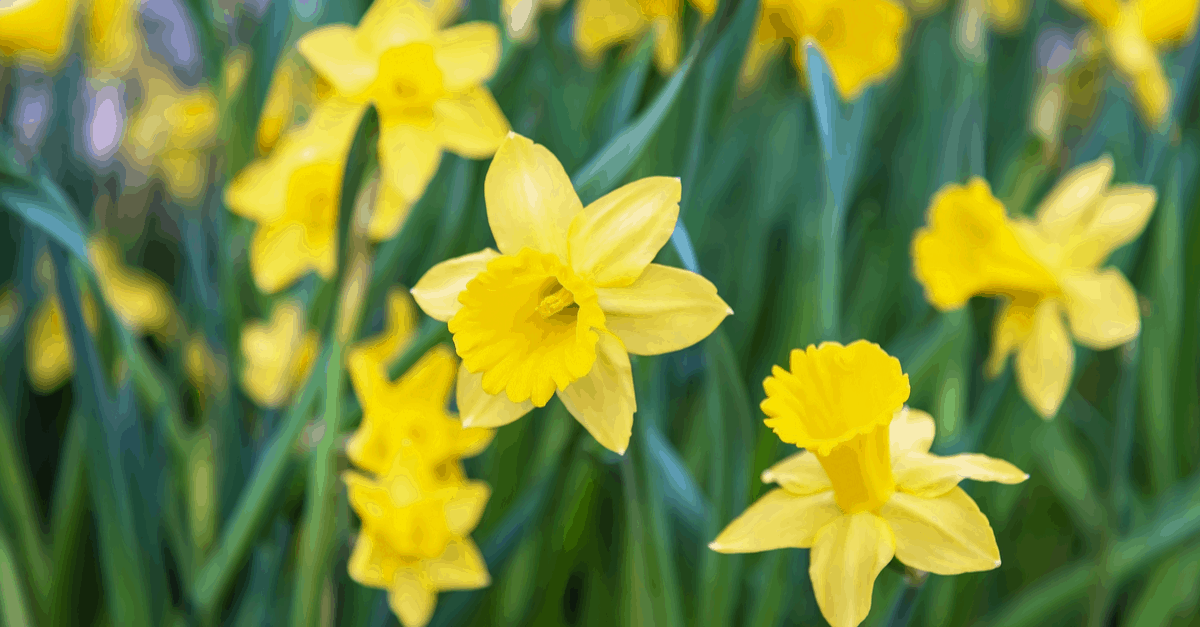 D_02 Daffodil