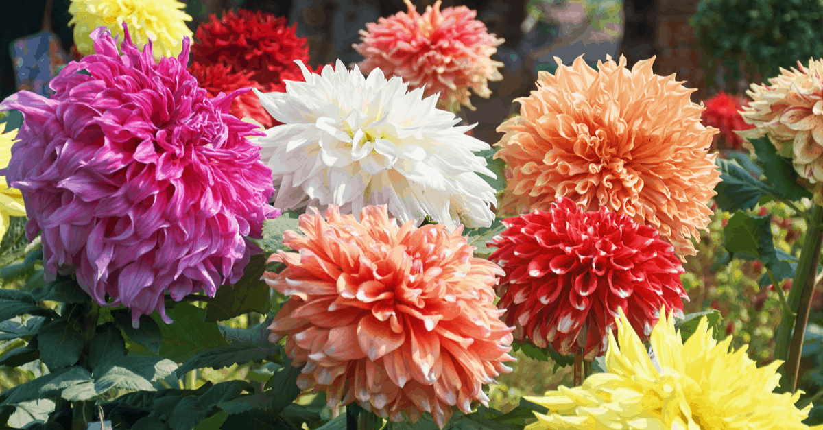 D_03 Dahlia