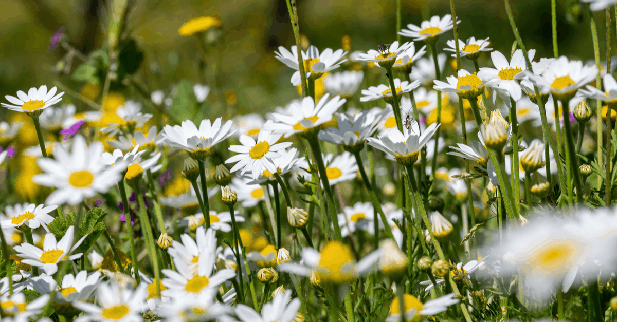 D_04 Daisy