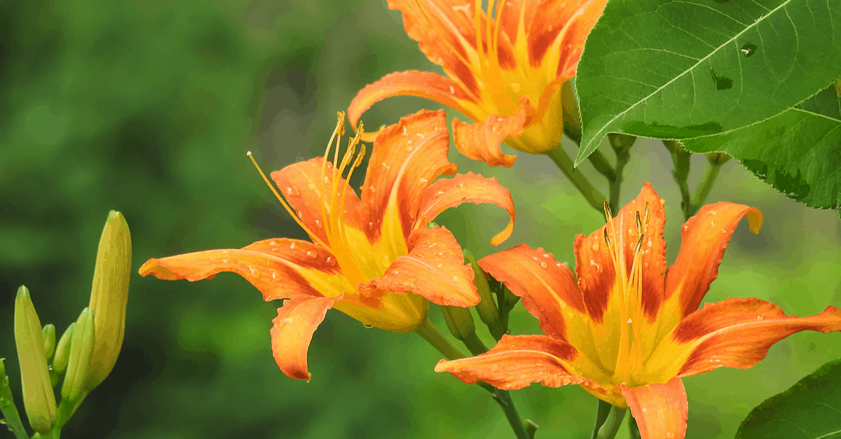 D_06 Day Lily