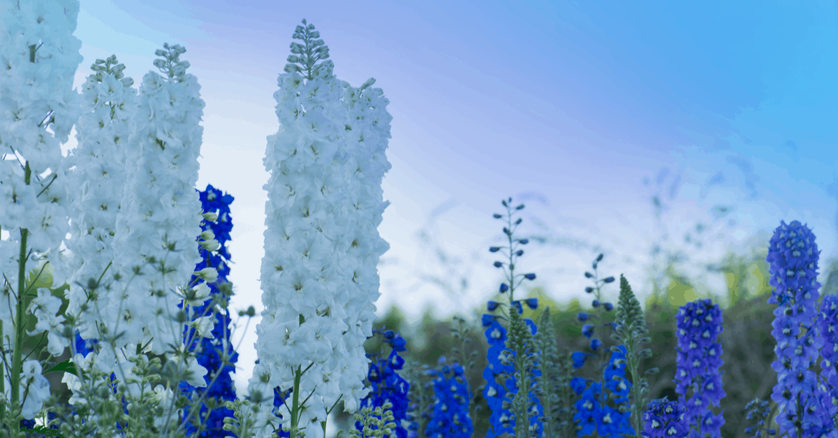 D_07 Delphinium