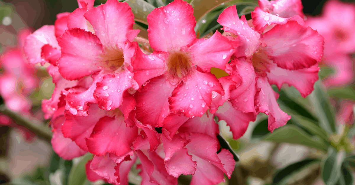 D_08 Desert Rose