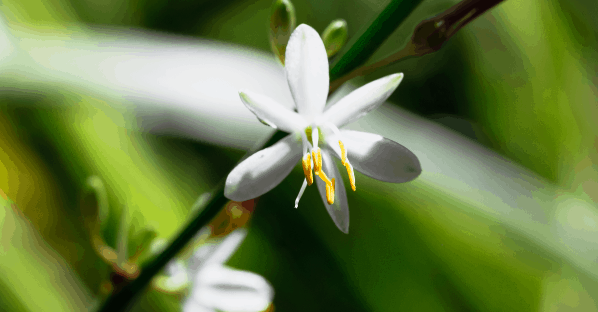 D_09 Dianella