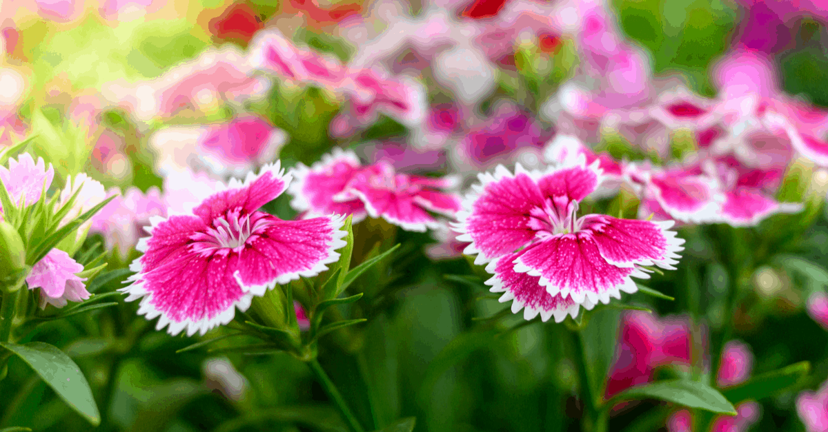 D_10 Dianthus