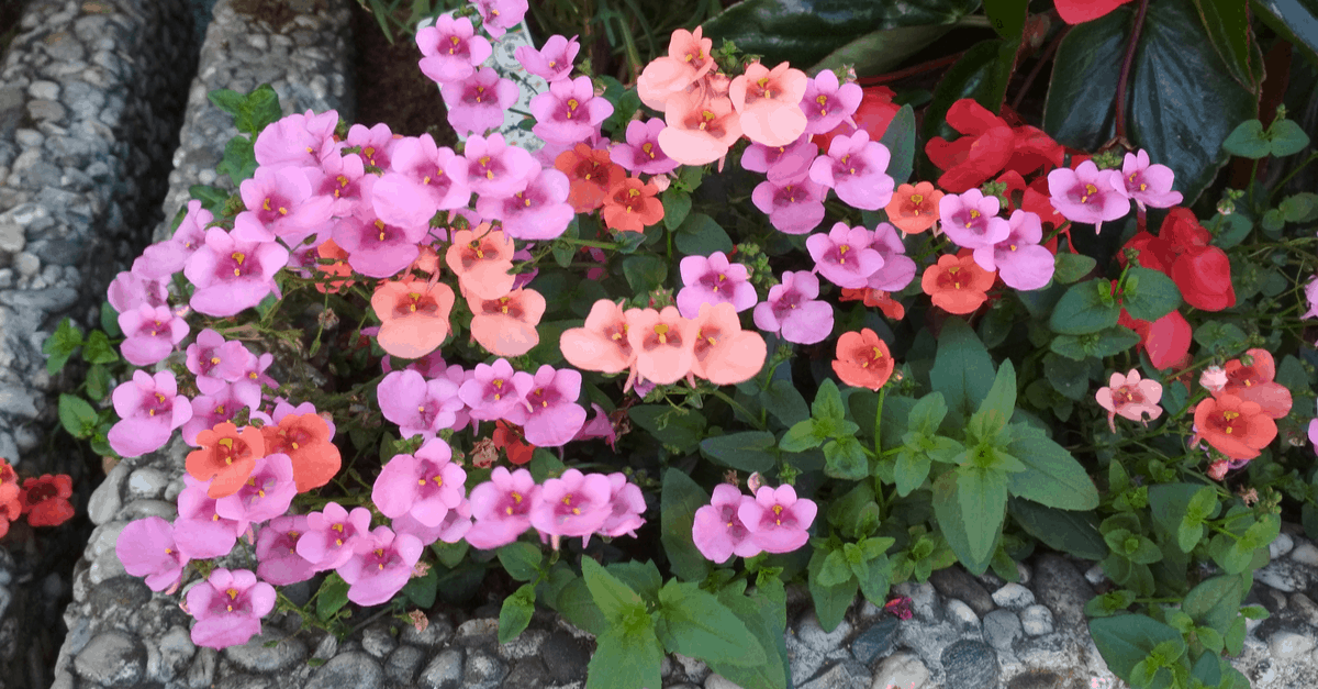 D_11 Diascia