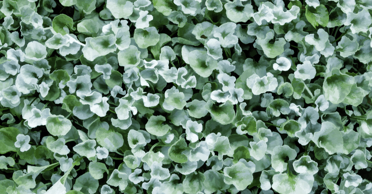D_12 Dichondra