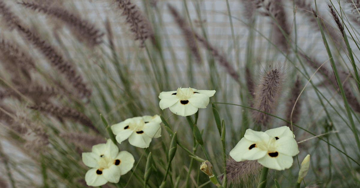 D_13 Dietes
