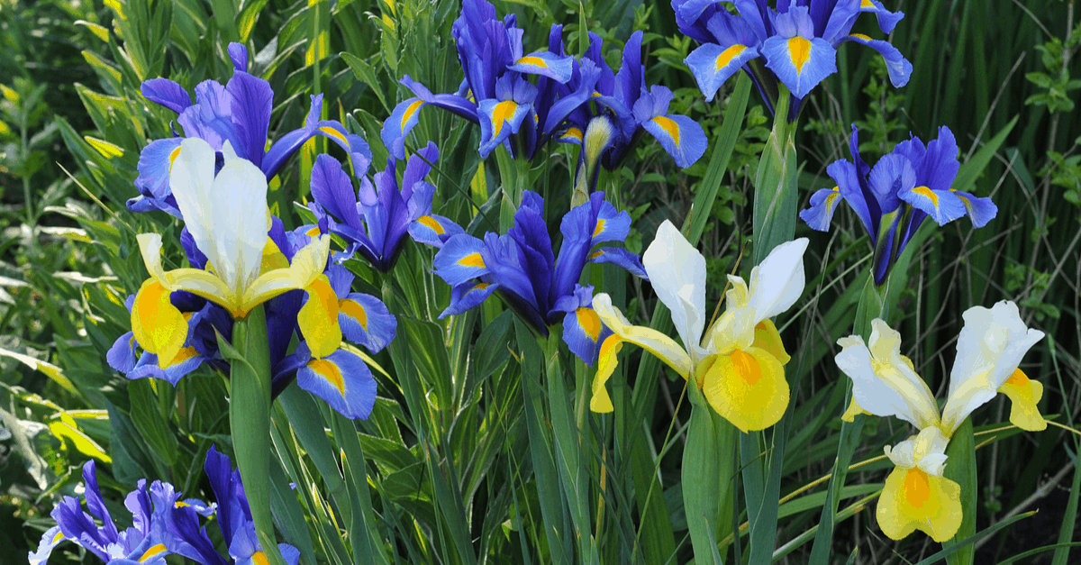 D_14 Dutch Iris