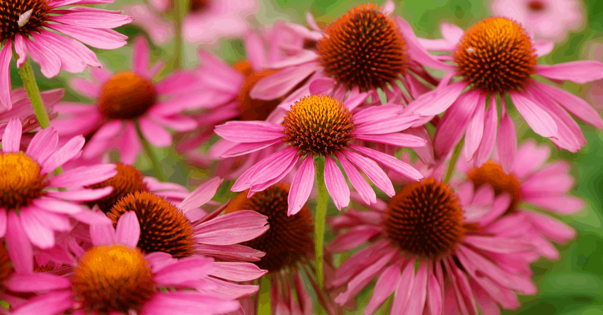 E_02 Echinacea