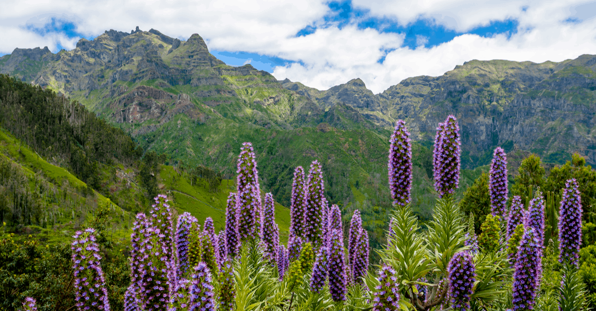 E_03 Echium