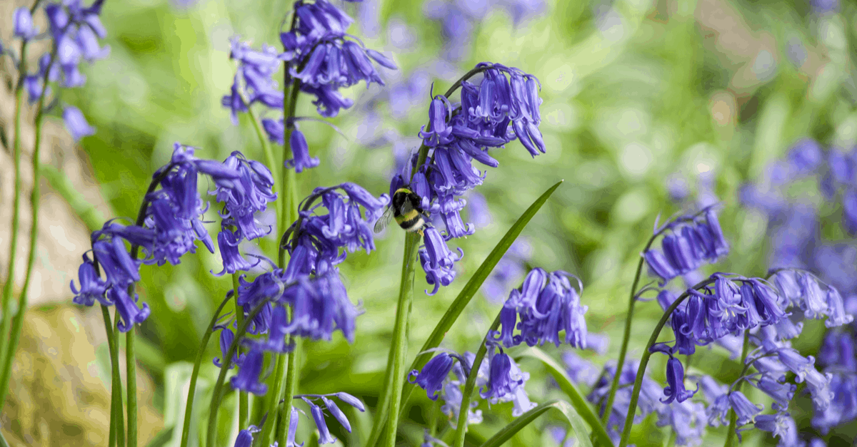 E_04 English Bluebell