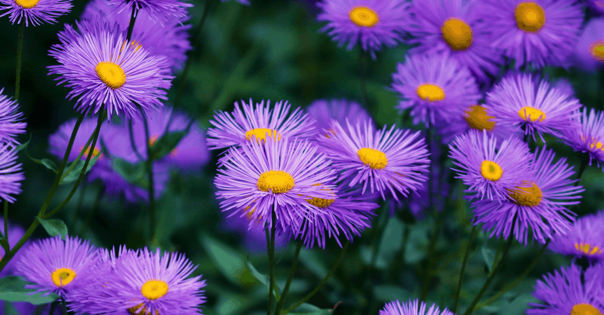 E_06 Erigeron
