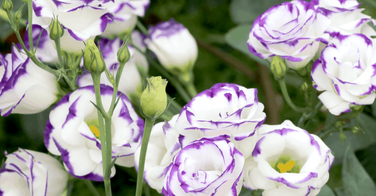 E_07 Eustoma