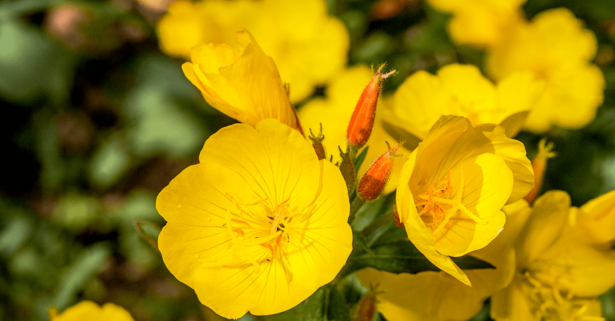 E_08 Evening Primrose