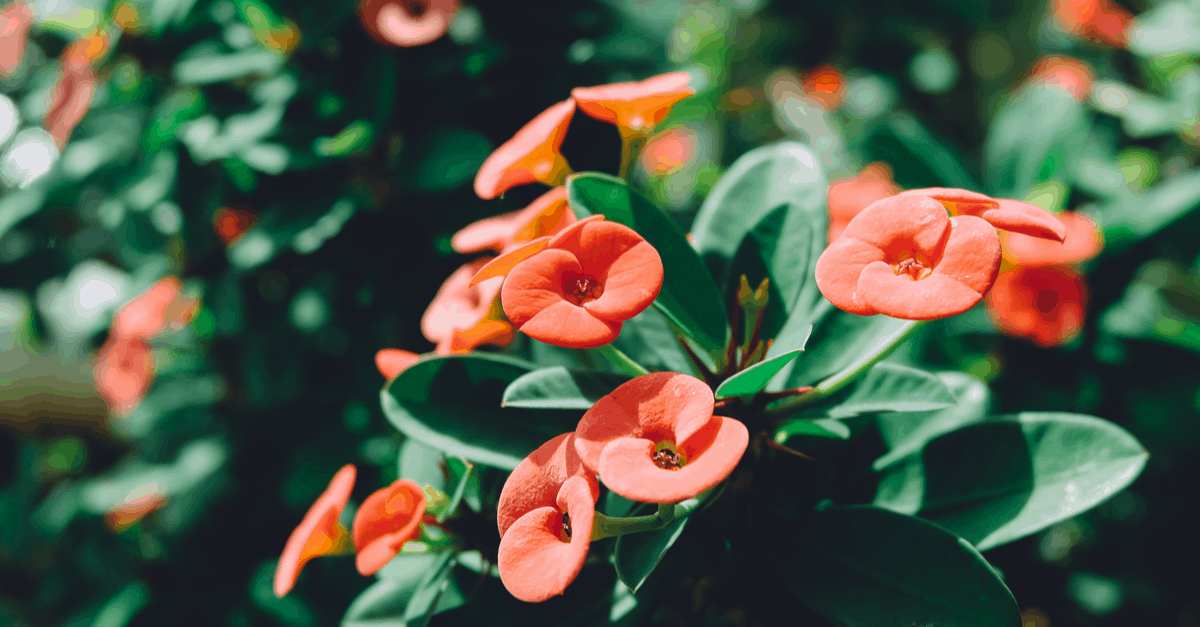 E_10 Euphorbia