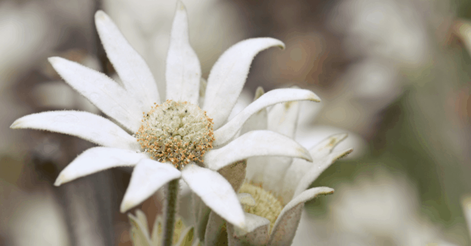 Flowers That Start With The Letter F - Trim That Weed