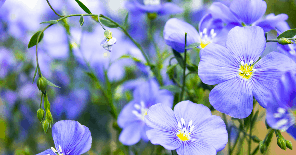 F_03 Flax Flower