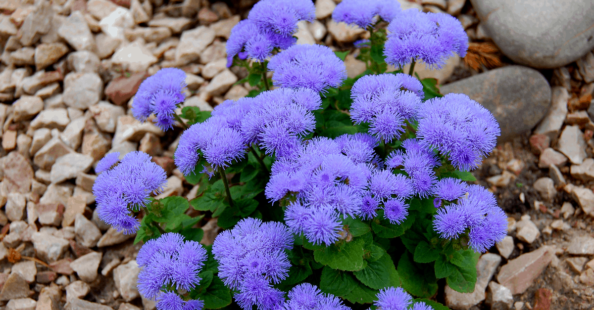 F_04 Floss Flower