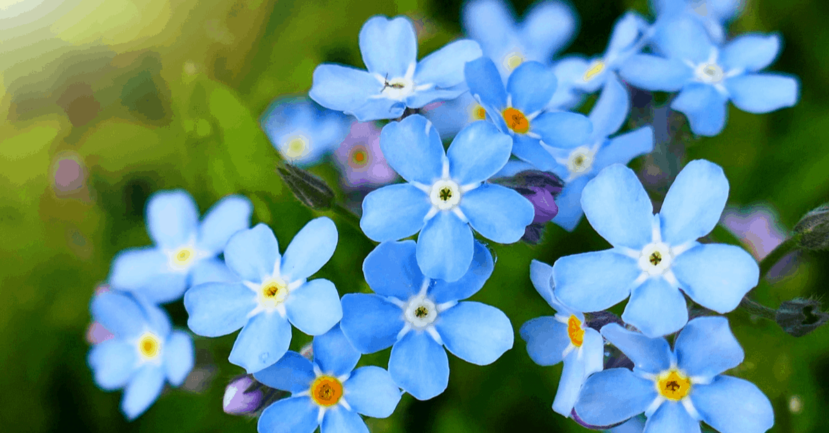 F_05 Forget Me Not
