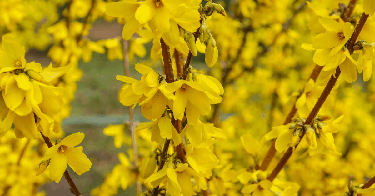 F_06 Forsythia
