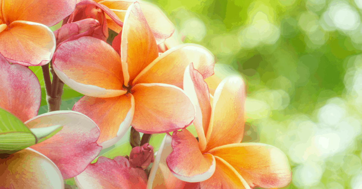 F_08 Frangipani