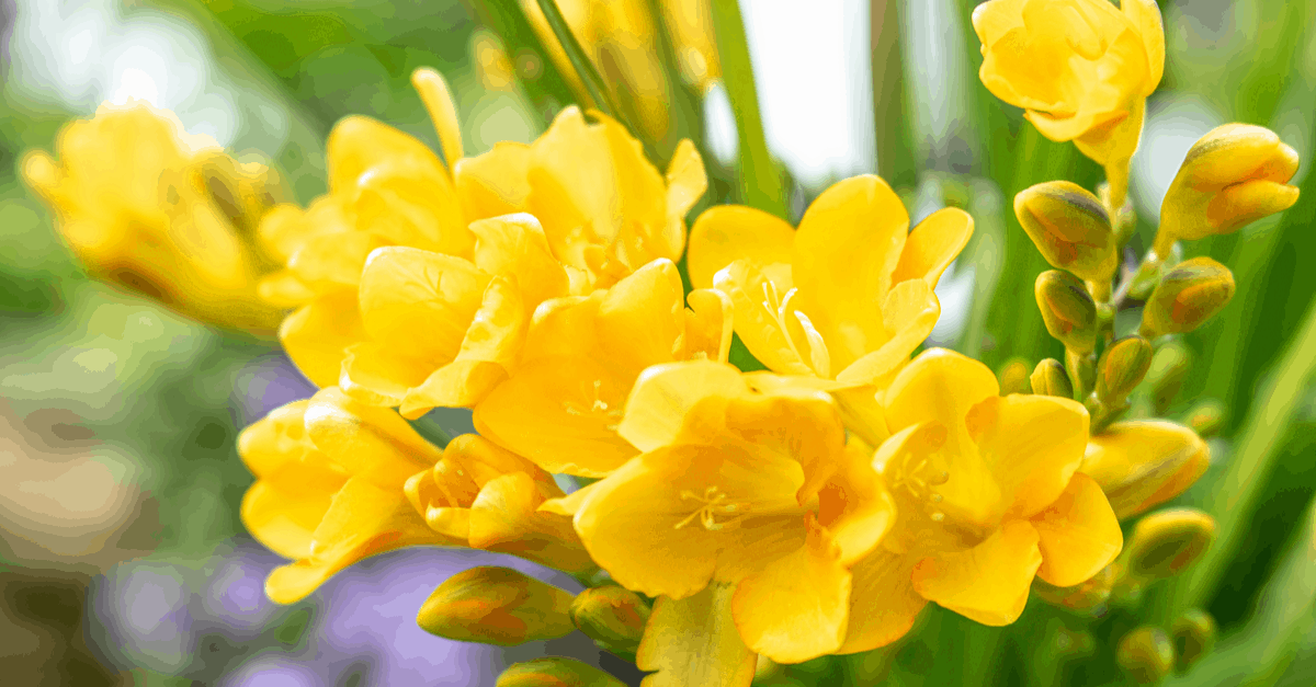 F_09 Freesia