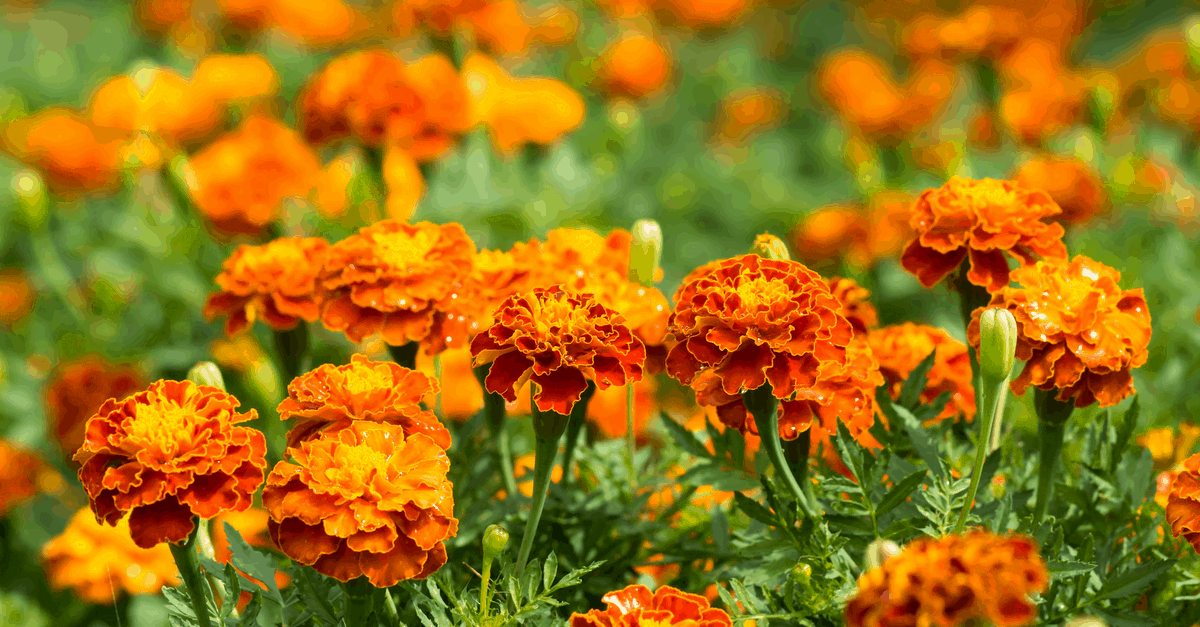 F_10 French Marigold